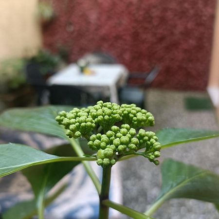 Il Giardino Segreto Apartamento Lucca Exterior foto