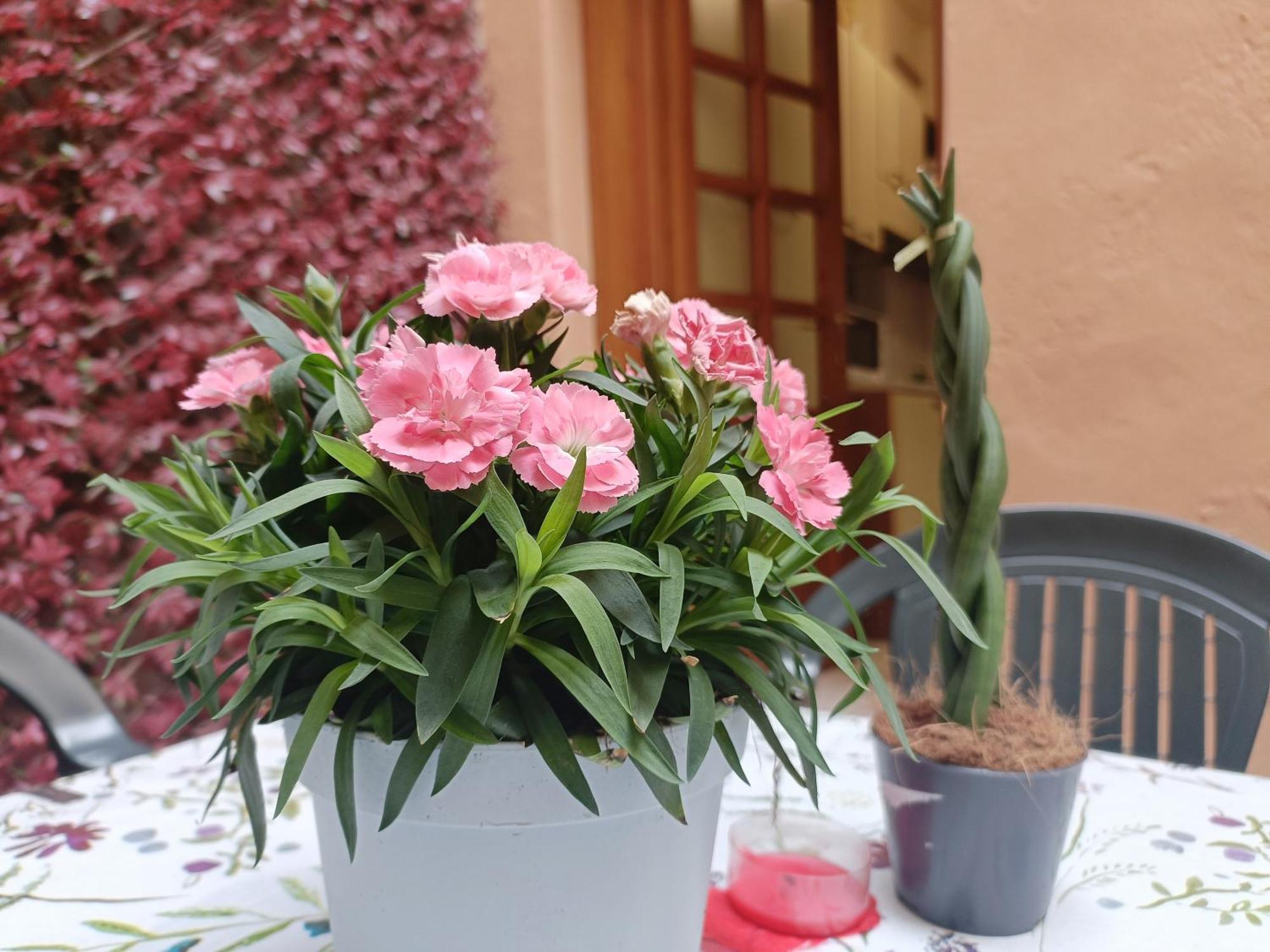 Il Giardino Segreto Apartamento Lucca Exterior foto
